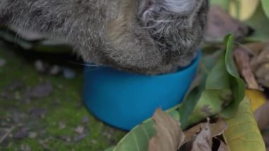 Slow Motion cats eat outdoors in summer