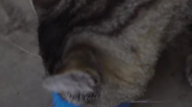 Evsiz gri ve beyaz kedi dışarıda yemek yiyor.