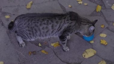 Slow Motion Caddesi çok renkli kedi sokaklarda kedi maması yiyor. 