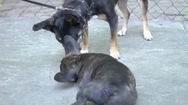 En iyi iki arkadaş oynamak için çitin orada buluşuyor.