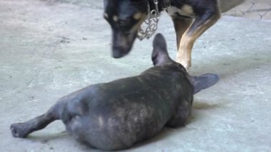 Slow Motion Fransız bulldog köpeğiyle oynuyor.