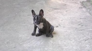 Adorable French bulldog puppy stay still and calm on cement floor, cute dog.