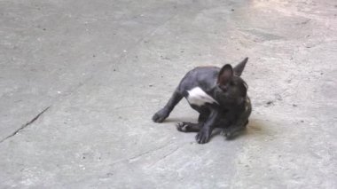 Slow Motion Bir Fransız Bulldog 'unun yakın portresi