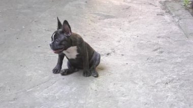 Slow Motion Dog French Bulldog