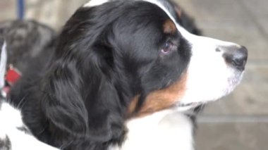 Bernese dağ köpeği dışarıda konuşarak sokakta dinleniyor.