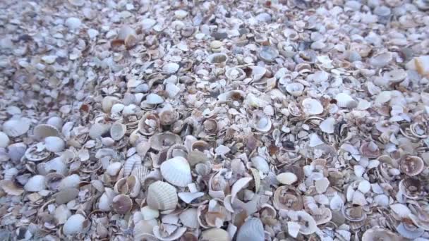 Slow Motion Shells Beach — Stock video