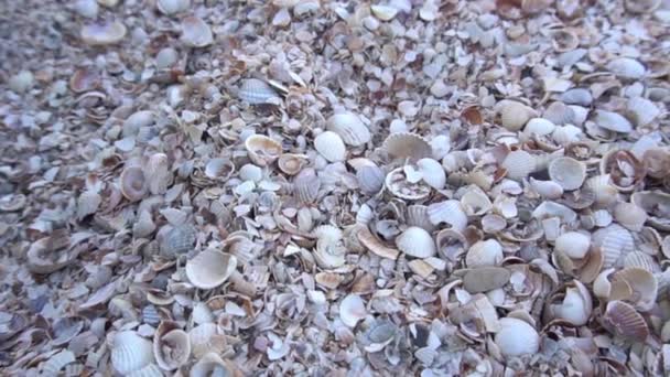느리게 해변의 모래사장을 클로즈업하여 조개를 잡는다 — 비디오