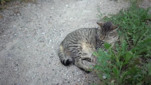 Pretty Cat Lying Green Grass Outdoor — Video