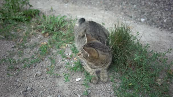 Gato Listrado Cinza Selvagem Jaz Chão — Vídeo de Stock