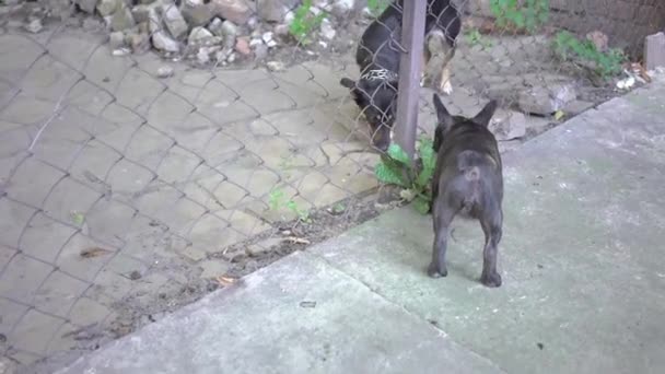 French Bulldog Try Look Fence — Stock video