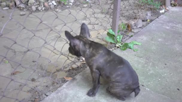 Leuke Franse Bulldog Zittend Aan Het Metalen Hek — Stockvideo