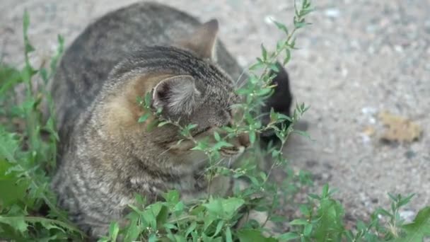 Slow Motion Cat Garden — Stock Video