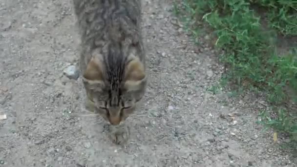 Domestic Tiger Cat Walking Green Grass — Vídeo de Stock