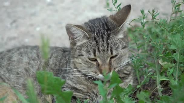 Zeitlupe Porträt Einer Graubraunen Katze Die Gras Liegt — Stockvideo