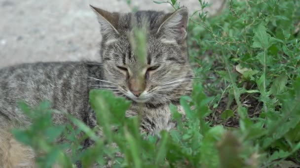 Slow Motion Cat Сидящий Улице — стоковое видео