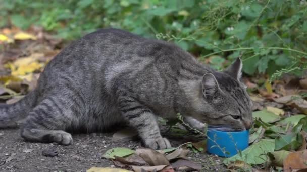 Slow Motion Gray Cat Eating Its Food Bowl — Vídeos de Stock