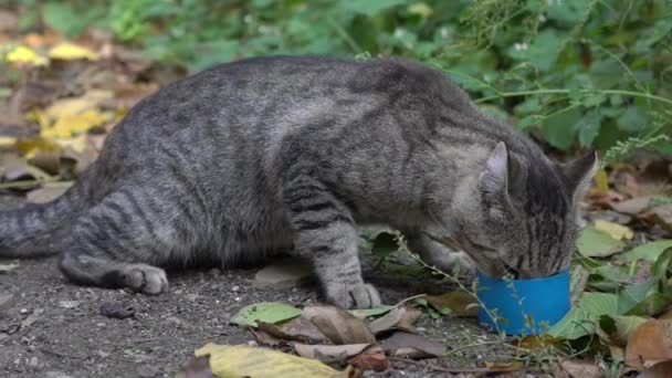 Slow Motion Street Cat Eating Food — Wideo stockowe