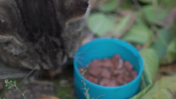 Slow Motion Close Street Cat Kitten Eating Pet Food Outdoors — Wideo stockowe