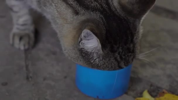 Hungry Street Tabby Cat Eats Food Bowl — Vídeo de Stock