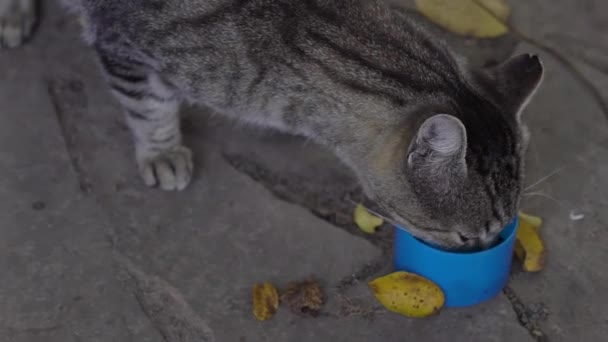 Slow Motion Detalj Övergivna Och Hemlösa Katter Djurvård — Stockvideo