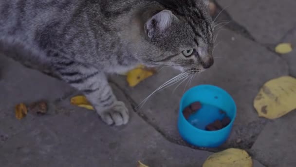 Бездомный Кот Ест Прозрачного Пластикового Контейнера — стоковое видео