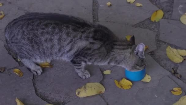 Голодная Бездомная Кошка Ест Еду Саду — стоковое видео