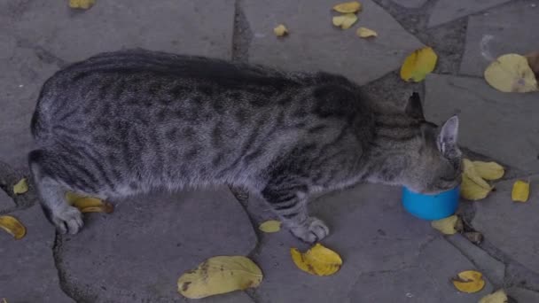 Slow Motion Cat Sidewalk Eats Cat Food — Video