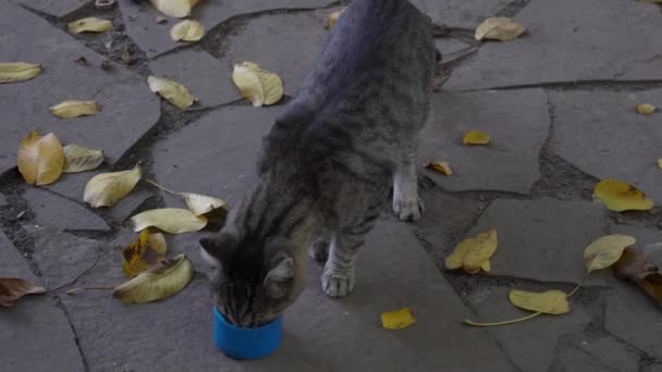 Повільний Рух Безпритульний Кіт Їсть — стокове відео