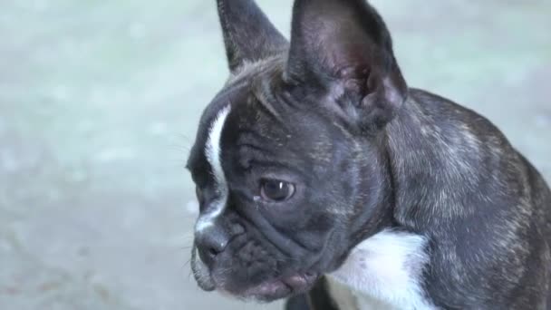 Slow Motion Fransız Bulldog Yerde Oturuyor — Stok video