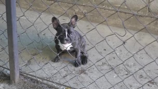 Franse Bulldog Achter Een Hek Bewaken Van Een Huis — Stockvideo