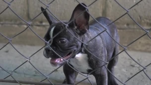 French Bulldog Watching Fence — Stockvideo