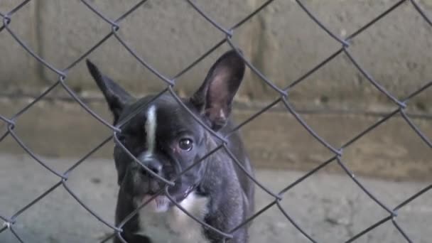 Pet Dog Frenchie Waiting — стокове відео