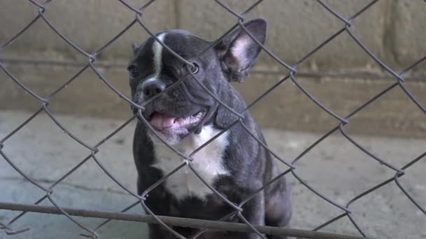 Slow Motion Black French Bulldog Puppy Standing Black Mental Fence — 비디오