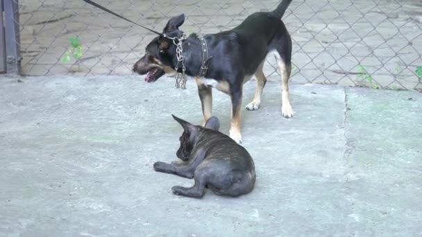 Slow Motion Two Best Friends Meeting Fence Play — Stockvideo