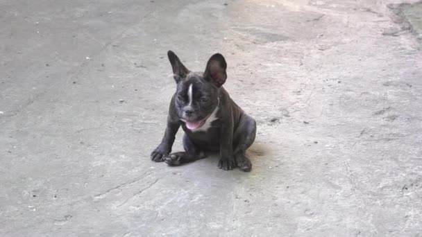 Slow Motion Young French Bulldog Looking Camera — Video Stock