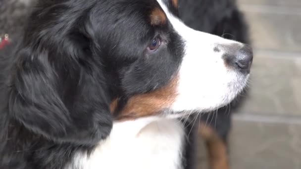 Pomalý Pohyb Bernese Mountain Dog — Stock video