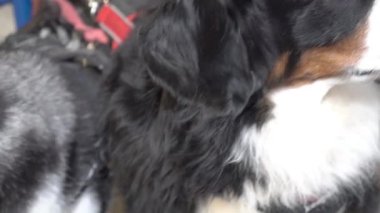 Slow Motion Dogs dostları