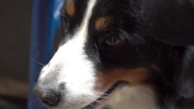 Bernese dağ köpeği sokağın ortasında bağlı yatıyor.