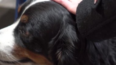 Bernese Dağ Köpeğinin Yavaş Hareketli Portresi