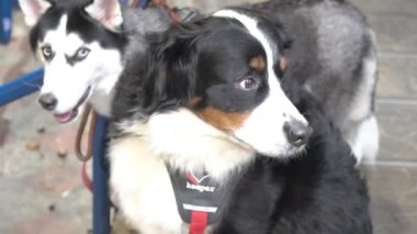 Portrait of smile Siberian Husky and Bernese Mountain Dog