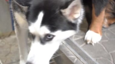 Slow Motion Güzel Husky köpek portresi. Yan tarafa bakan köpeğin yakın çekimi.