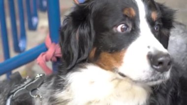 Bernese Dağı köpek yavrusu dışarıda oturuyor. 