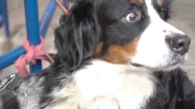 Bernese Dağ Köpeğinin Yavaş Hareketli Portresi, açık havada.