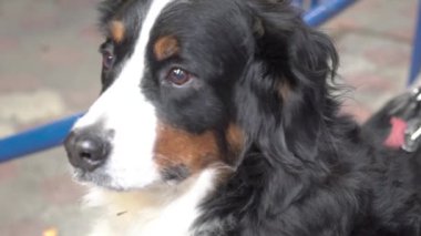 Ağır çekim Bir Bernese Dağ Köpeği