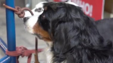 Bir adam güneşli bir günde Bernese Dağ Köpeğini okşar. 