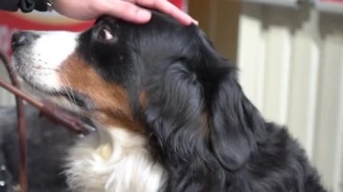Yavaş Sinema Bernese Dağ Köpeği 