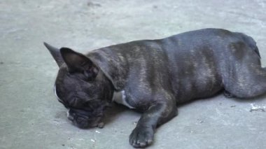 Slow Motion White and brown french bulldog