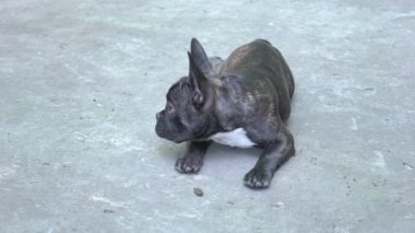 Slow Motion 3 aylık siyah Fransız bulldog