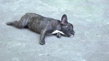 Slow Motion sevimli Fransız bulldog 'u komik surat yapıyor.