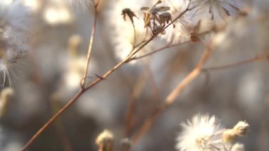 Yavaş Hareket Gün batımında sürünen devedikeni tohumları